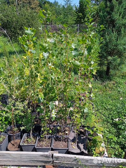 Тополь пирамидальный