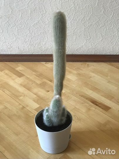 Кактусы, алоэ, гастерия