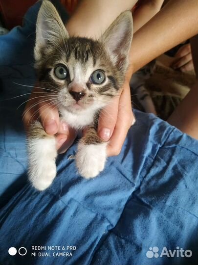 Отдам в добрые руки