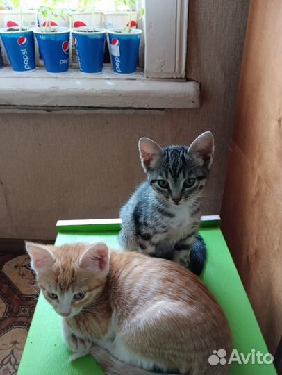 Котята в дар мышеловы