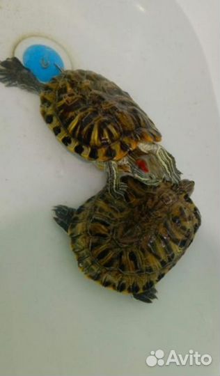 Красноухая черепаха