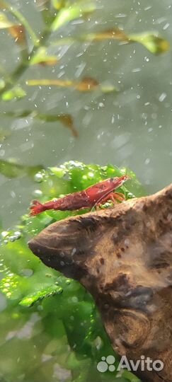 Аквариумные креветки, мексиканские раки, укрытия