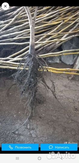 Саженцы грецкого ореха идеал