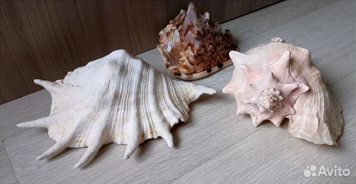 Морские ракушки раковины большие
