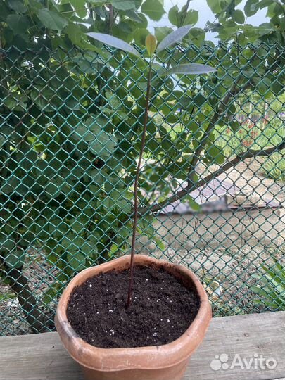 Авокадо дерево