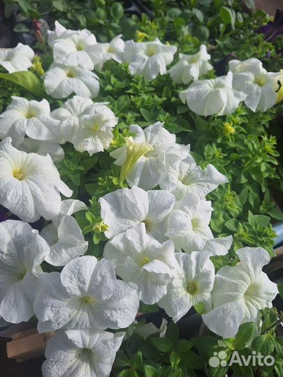 Рассада петунии