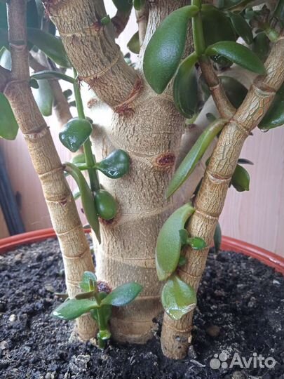 Денежное дерево