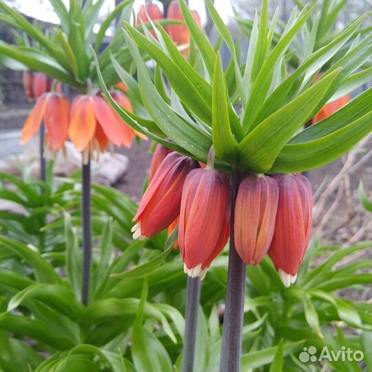 Рябчик Императорский