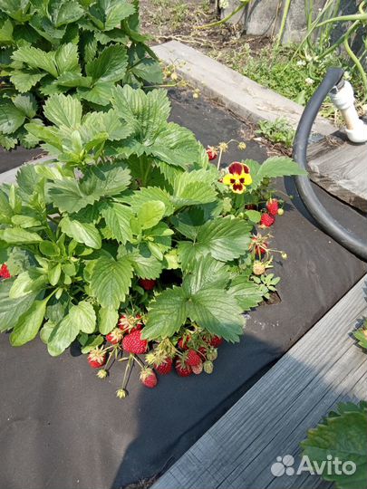 Клубника рассада