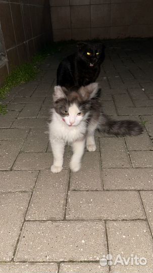 Котята в добрые руки бесплатно