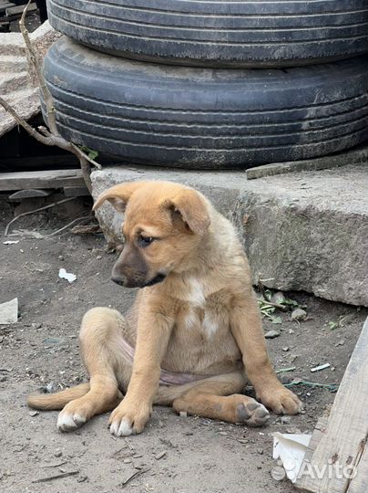 Щенки ищут лучших мам и пап