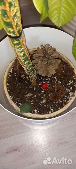 Молочай трехгранный