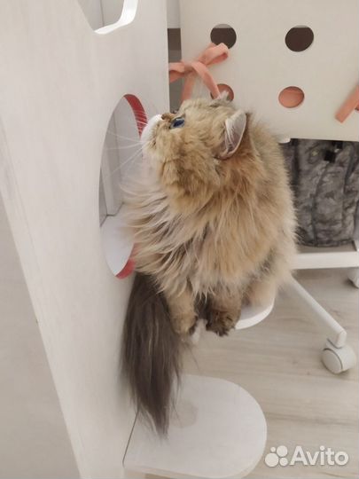 Родильный дом для кошек