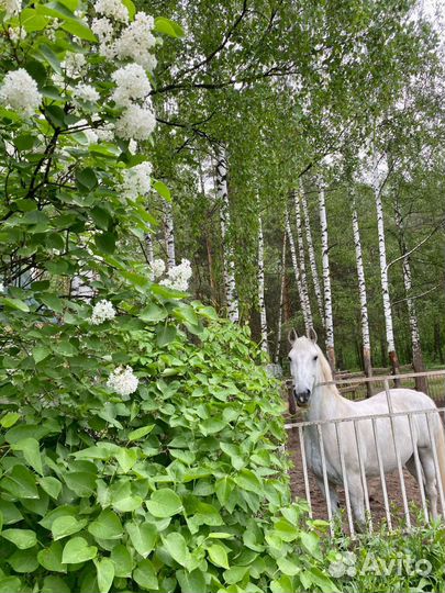 Конные прогулки