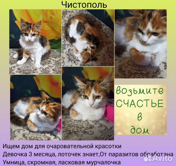 Кошечка 3 месяца