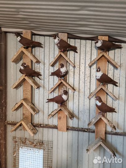 Голуби артамоны