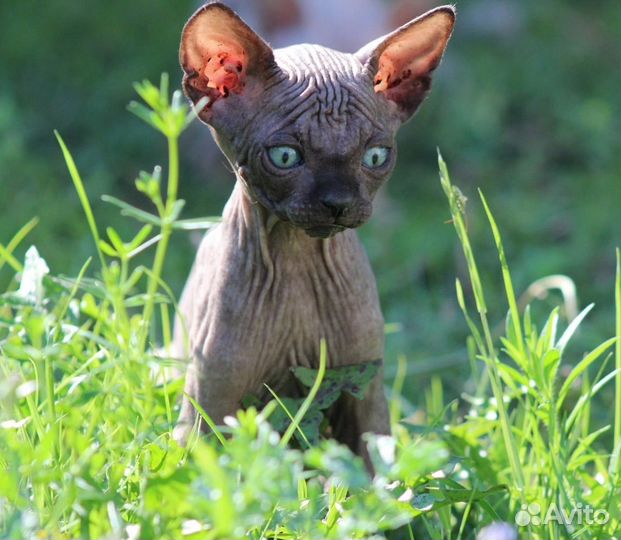 Канадский сфинкс