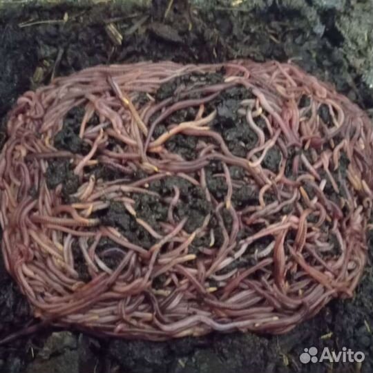 Черви для рыбалки