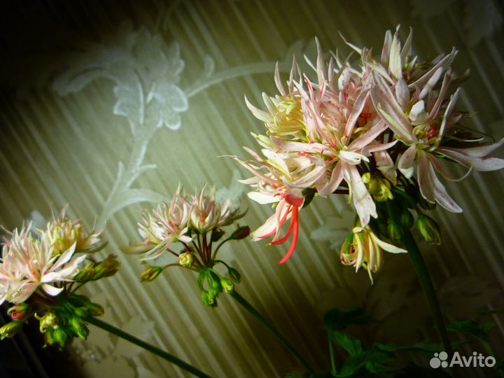 Стеллары,Пеларгонии сортовые (герань)