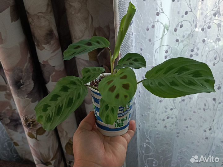 Маранта керховена