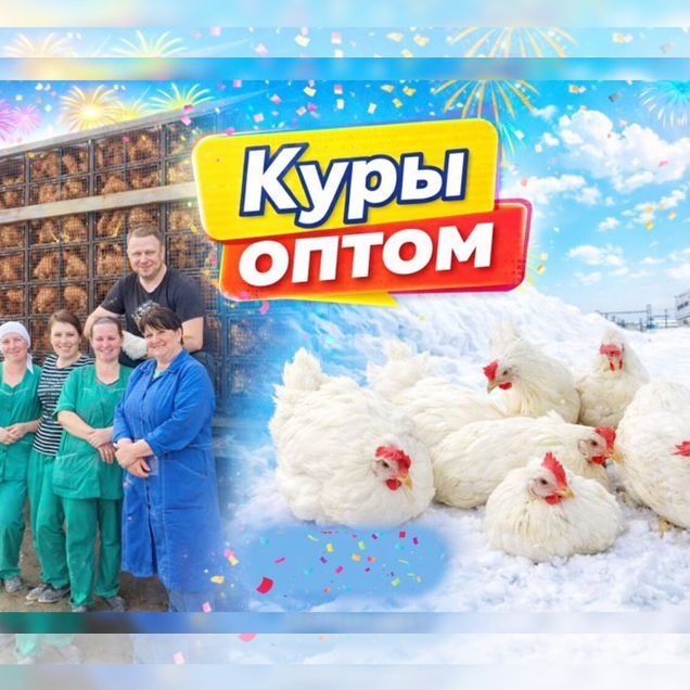 Доминант, ломан Браун, леггорн