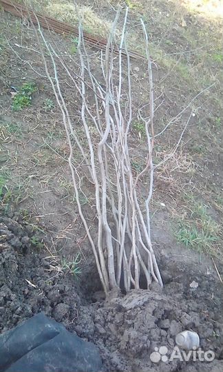 Саженцы граба