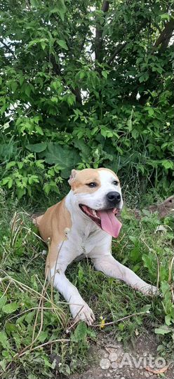 Кобель для вязки