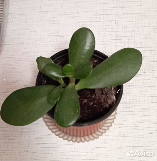 Цветущие кактусы,суккуленты.Обновляю