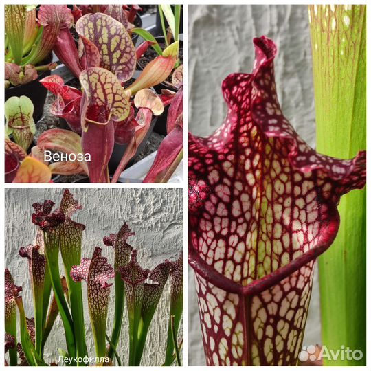 Саррацения