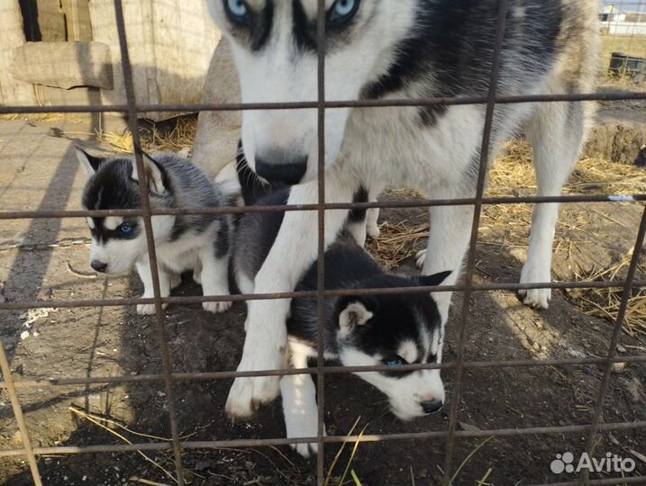 Щенки хаски