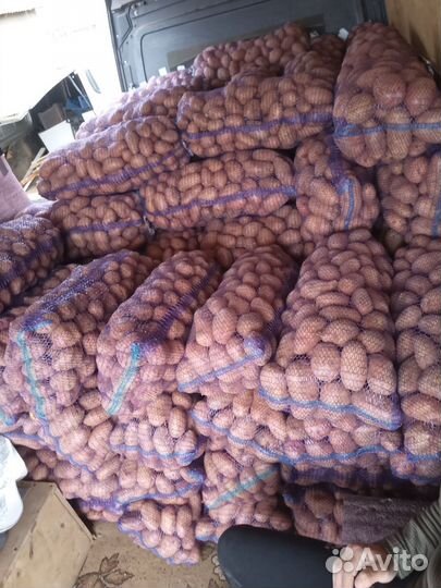 Картошка продажа