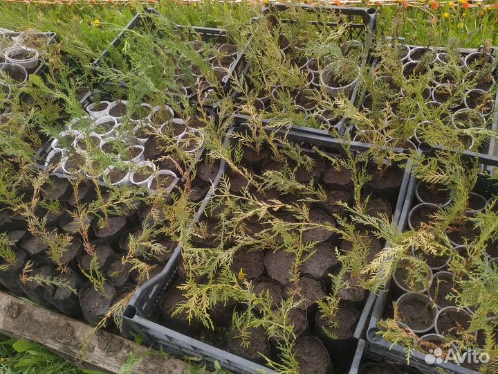 Туя Саженцы