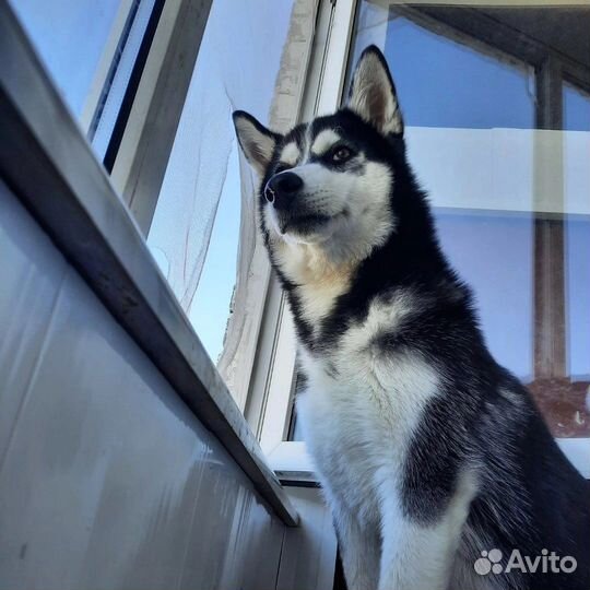 Хаски вязка