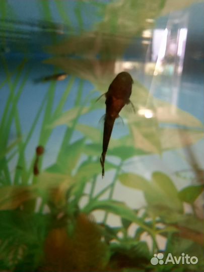 Сомики анциструса