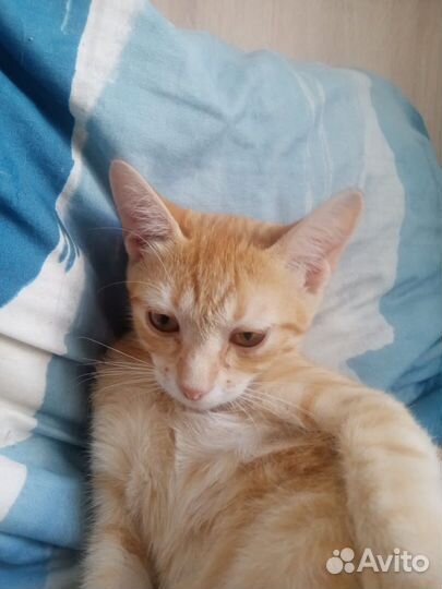 Рыжий котенок в добрые руки