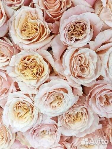 Цветы букет розы 101, 51
