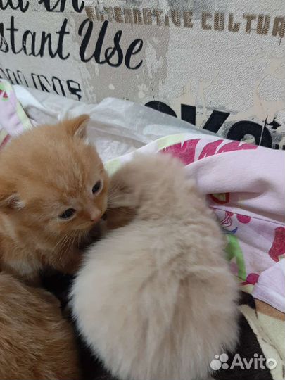 Кошки в добрые руки бесплатно