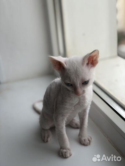Котята корниш-рекс
