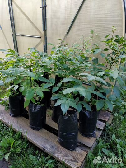 Саженцы грецкого ореха