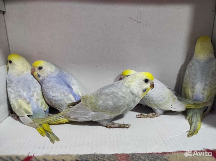 Попугай волнистых радужный