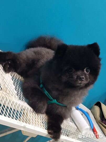 Ветеринарные услуги и стрижки животных