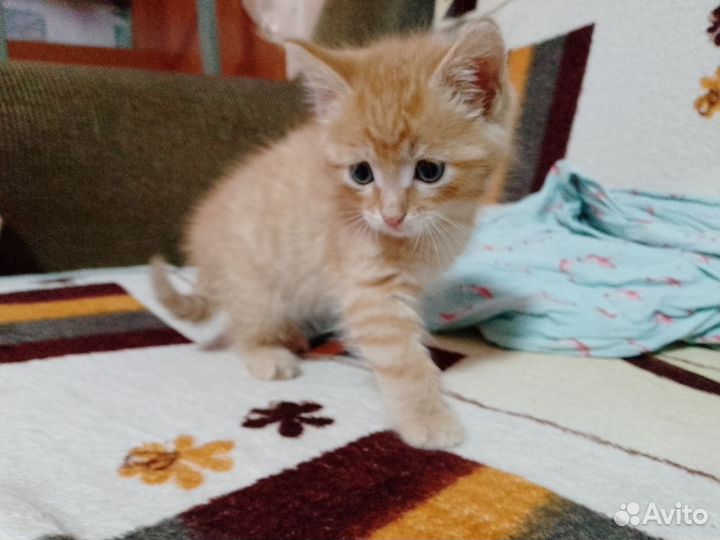 Котята в добрые руки. Бесплатно