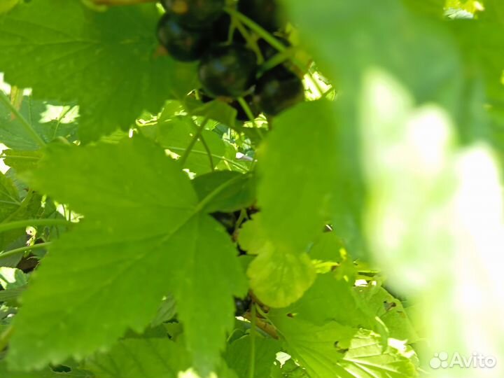 Смородина красная, белая, чёрная