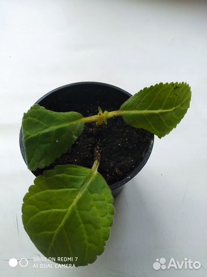 Глоксиния комнатное растение