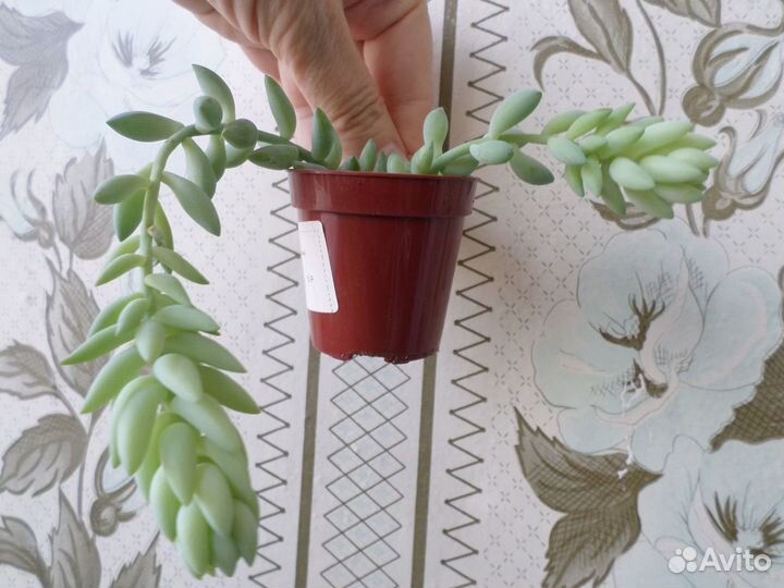 Суккуленты