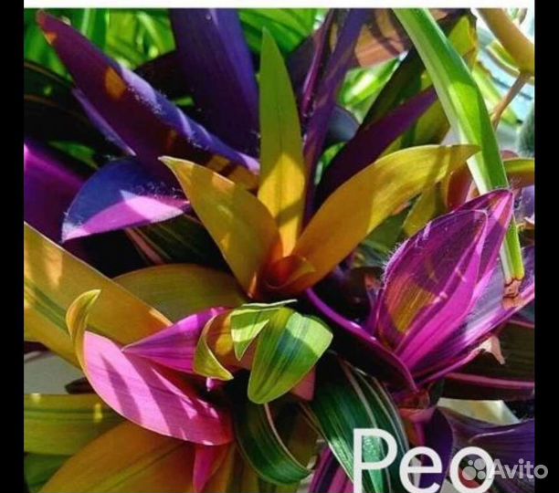 Рео и другие комнатные