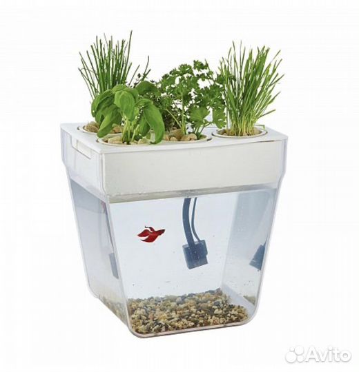 Акваферма, аквариум, живой огород