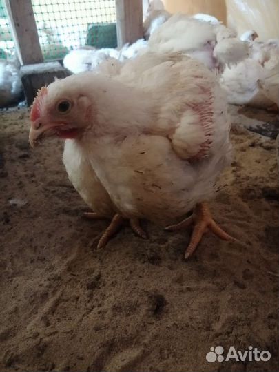 Продаю бройлеров