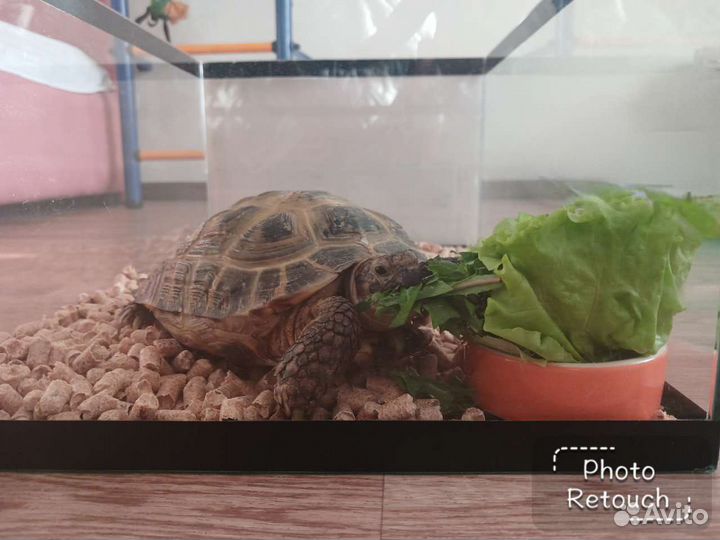 Черепаха сухопутная