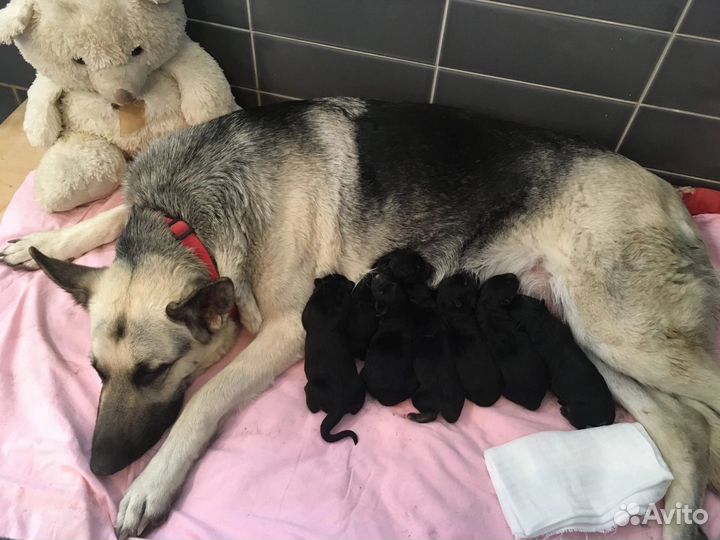 Щенки Восточно-Европейской овчарки